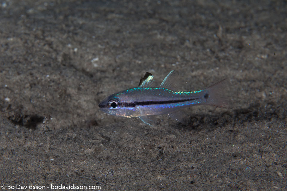 BD-140314-Padre-Burgos-1944-Pristiapogon-exostigma-(Jordan---Starks.-1906)-[Narrowstripe-cardinalfish].jpg